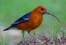 কমলাদামা | Orange Headed Thrush | Zoothera citrina Orange-Headed-Thrush