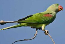 চন্দনা টিয়া | Alexandrine parakeet | Psittacula eupatria Alexandrine-Parakeet-