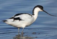 খোয়াজ | Pied avocet | Recurvirostra avosetta Pied-avocet