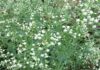 পার্থেনিয়াম উদ্ভিদ আমাদের মৃত্যুদূত parthenium-plant2