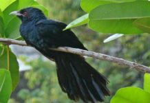 কোকিল | Asian Cuckoo | Eudynamys scolopaceus Asian-Cuckoo