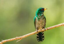 পান্না কোকিল | Asian Emerald Cuckoo | Chrysococcyx maculatus Asian-Emerald-Cuckoo