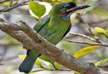 নীলকান বসন্তবউরি | Blue eared Barbet | Megalaima australis Blue-eared-Barbet