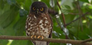 কালো প্যাঁচা | Brown Hawk owl | Ninox scutulata Brown-Hawk-owl