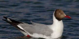 খয়রামাথা গাঙচিল | Brown headed gull | Larus brunnicephalus Brown headed gull