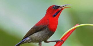 সিঁদুরে মৌটুসি | Crimson sunbird | Aethopyga siparaja Crimson sunbird