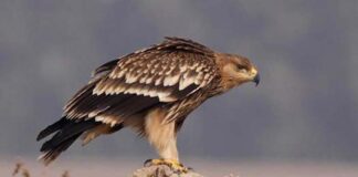বৃহৎ ঈগল | Eastern imperial eagle | Aquila heliaca Eastern imperial eagle