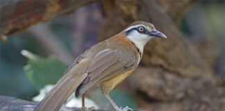 বড় পেঙ্গা | Greater Necklaced Laughingthrush | Garrulax pectoralis Greater Necklaced Laughing Thrush