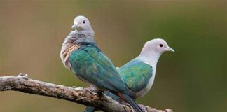 রাজ হরিয়াল | Green Imperial Pigeon | Ducula aenea Green Imperial Pigeon