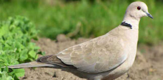 রাজঘুঘু | Indian Ring Dove | Streptopelia decaocto Indian Ring Dove