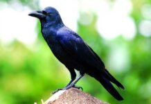 দাঁড় কাক | Large Billed Crow | Corvus macrorhynchos Large-Billed-Crow