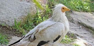 শ্বেত শকুন | Scavenger Vulture | Neophron percnopterus Scavenger Vulture