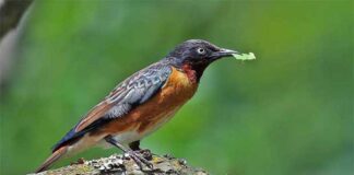 চিতিপাক গোশালিক | Spot winged Starling | Saroglossa spiloptera Spot-winged-Starling