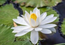 জাতীয় ফুল শাপলা খেতে হবে কেন? Water-lilies