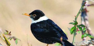সাদাঘাড় কালো দামা | White collared Blackbird | Turdus albocinctus White-collared-Blackbird