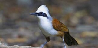 সাদা মুকুট পেঙ্গা | White crested Laughingthrush | Garrulax Leucolophus White crested Laughing thrush
