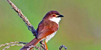 হলুদচোখ ছাতারে | Yellow eyed Babbler | Chrysomma sinense Yellow-eyed-Babbler