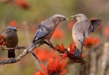 কাঠ শালিক | Chestnut tailed Starling | Sturnus malabaricus Chestnut-tailed-Starling