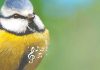 কখন কি চিন্তা করেছেন পাখি কেন গায়? birdssing2