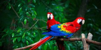 পৃথিবীর সবচেয়ে সুন্দর পাঁচটি পাখি Scarlet-Macaw