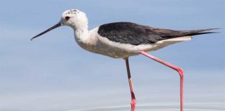 লালঠেঙ্গি | Black winged stilt | Himantopus Himantopus Black-winged-stilt