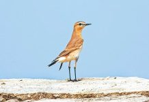 ইসাবেলিন হুইটিয়ার : বাংলদেশের নতুন পাখি Isabelline wheatear