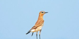 ইসাবেলিন হুইটিয়ার : বাংলদেশের নতুন পাখি Isabelline wheatear