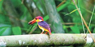 উদয়ী বামনরাঙা : পাহাড়ি ঝিরির ছোট্ট মাছরাঙা Black-backed dwarf kingfisher