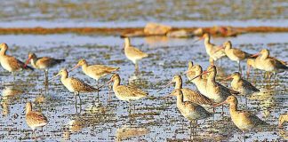 কালালেজ জৌরালি : লম্বা পথের যাত্রী Black-tailed Godwit