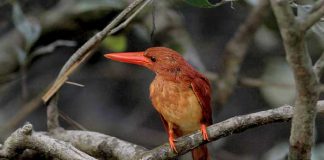 খয়রাপাখ মাছরাঙা : সুন্দরবনের সুন্দরী মাছরাঙা Brown-winged kingfisher