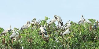 বিরল সব পাখির ১০০ বছরের পুরোনো কলোনি Glossy-ibis
