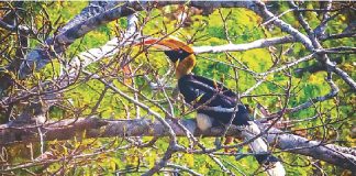 বিরল পাখি রাজধনেশের খোঁজে Great hornbill