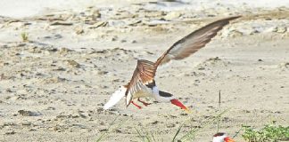 বিপন্ন পাখি দেশি গাংচষা এর পিছে ঘোরাঘুরি Indian skimmer