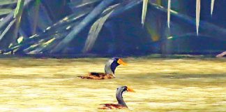 সুন্দরী হাঁস : মহাবিপন্ন পাখির তালিকায় Masked finfoot