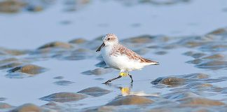 চামচঠুঁটো বাটান : চেনা পথের অচেনা পরিযায়ীরা Spoon-billed sandpiper