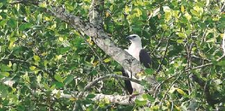 আবাসিক পাখি সিন্ধু ইগলের সুন্দরবন White-bellied sea