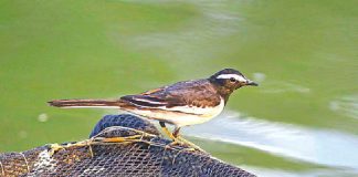 ধলা খঞ্জন : অচেনা দ্বীপে চেনা পাখি White-browed wagtail