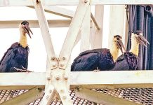 শীতের পরিযায়ী ধলাগলা মানিকজোড়ের ফিরে আসা Woolly-necked stork