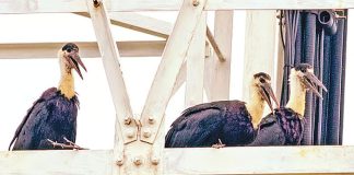 শীতের পরিযায়ী ধলাগলা মানিকজোড়ের ফিরে আসা Woolly-necked stork