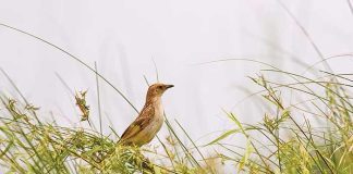 শতদাগি ঘাসপাখি এর মৌসুম Bristled-Grassbird