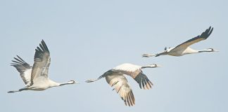 পাতিসারস : বড় হাওরের বিরল পাখি Common crane