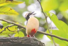 বর্ষায় ভাওয়ালের শালবনে দেশি শুমচা এর গান indian pitta-sd2