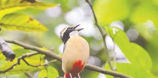 বর্ষায় ভাওয়ালের শালবনে দেশি শুমচা এর গান indian pitta-sd2